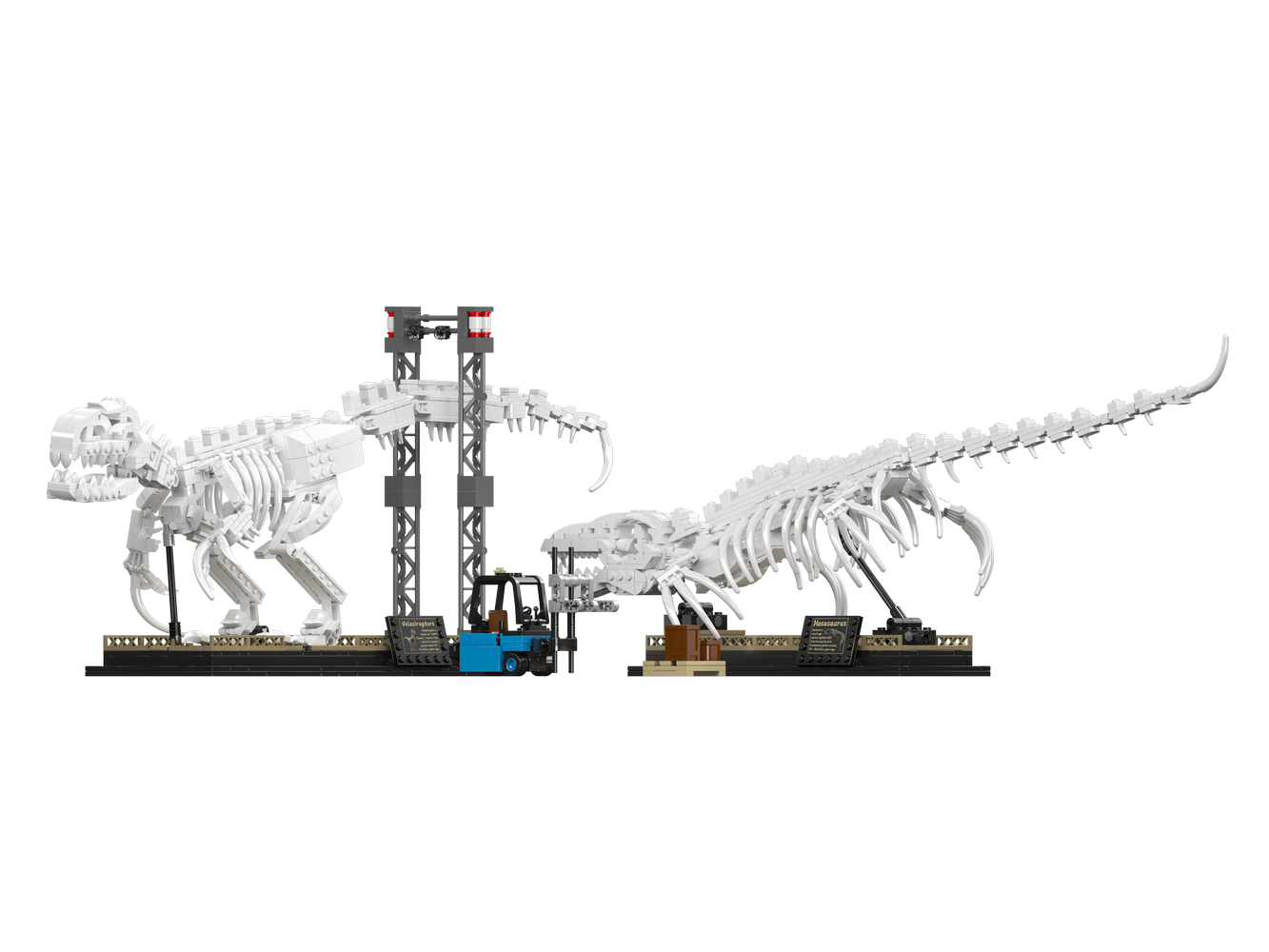 Mosasaurus & Velociraptor Fossil Display