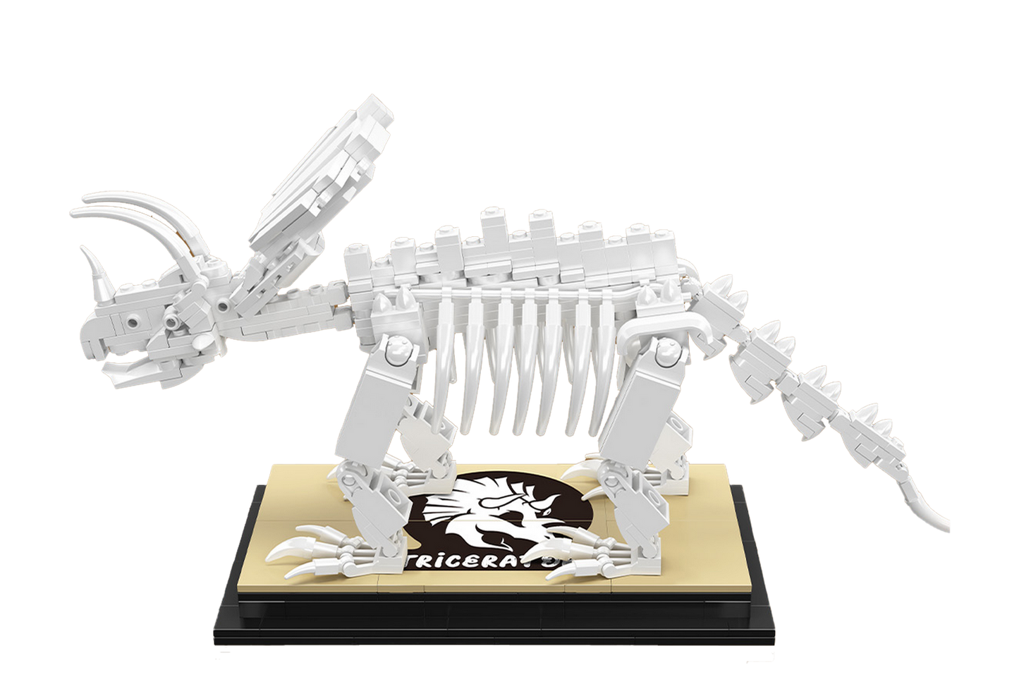 Triceratops Dinosaur Fossil