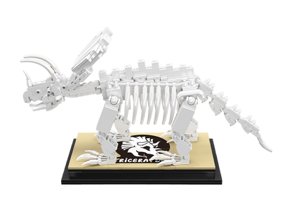 Triceratops Dinosaur Fossil